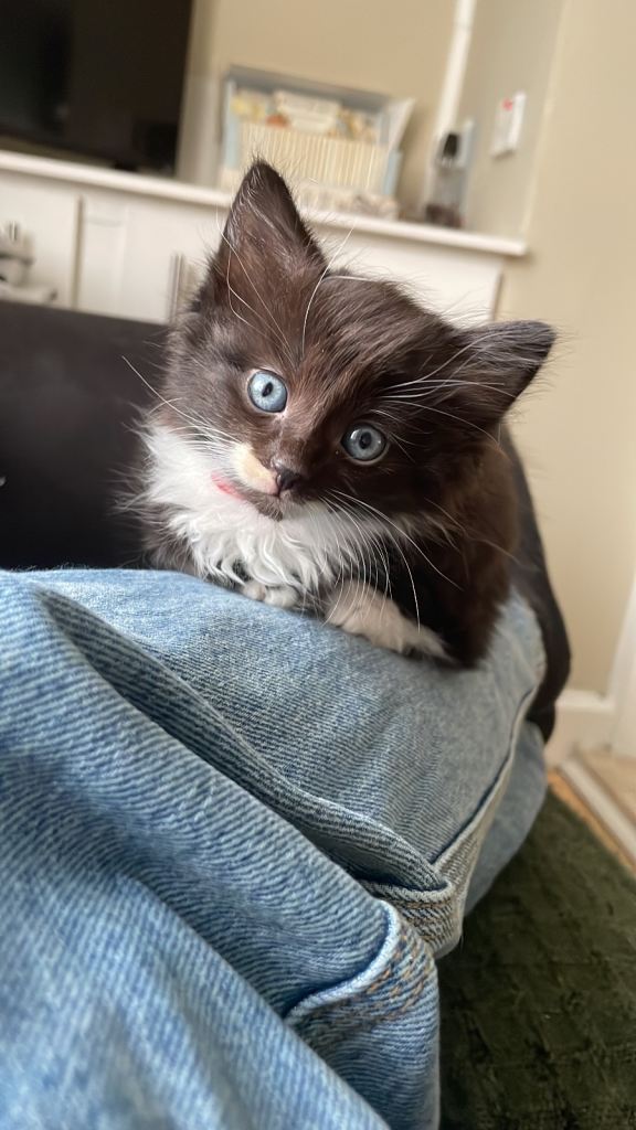 Fluffy fur ball looking for furrr ever home 