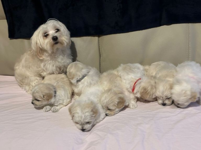Maltese puppies 