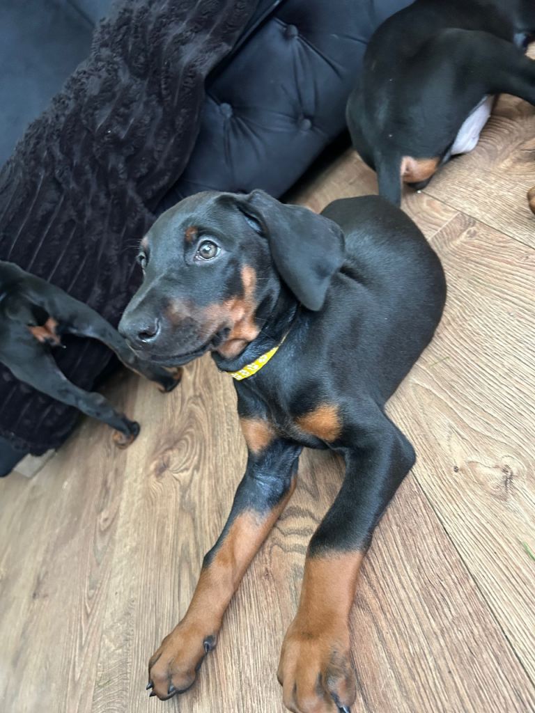 1 girl doberman puppy left 