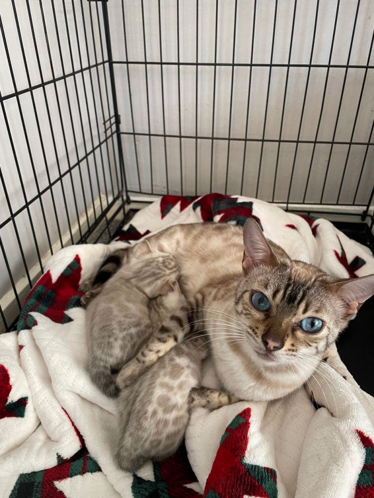 Beautiful pedigree bengal kittens 