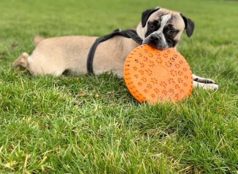 5* gorgeous girl looking for forever home 