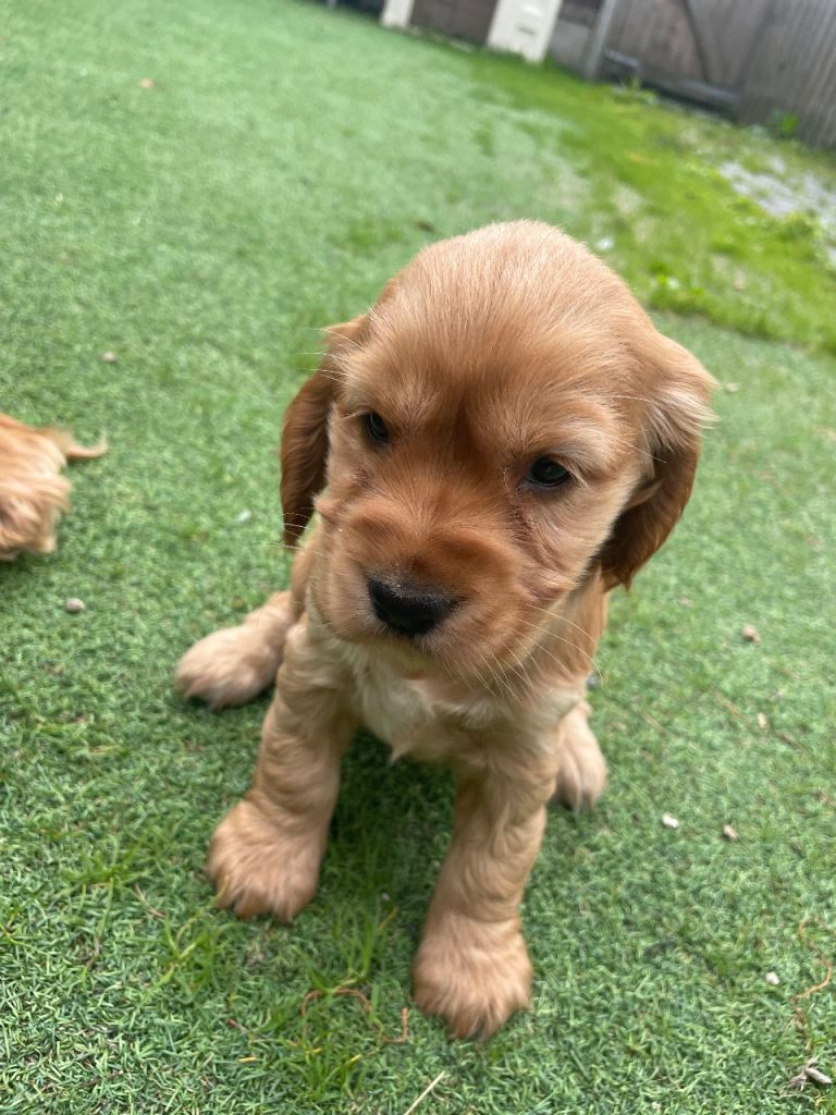 Gorgeous cocker spaniels 