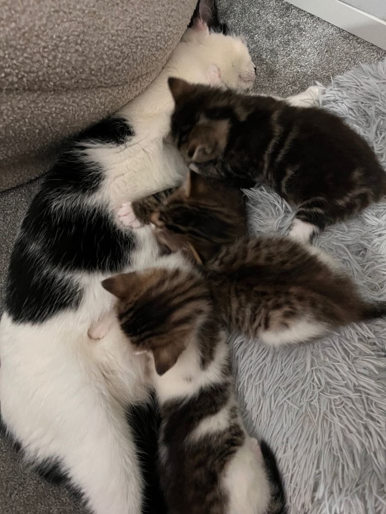 4 Adorable kittens for sale 