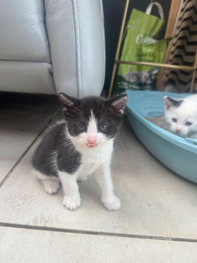 Cats 🐈‍⬛ 3 boys 
