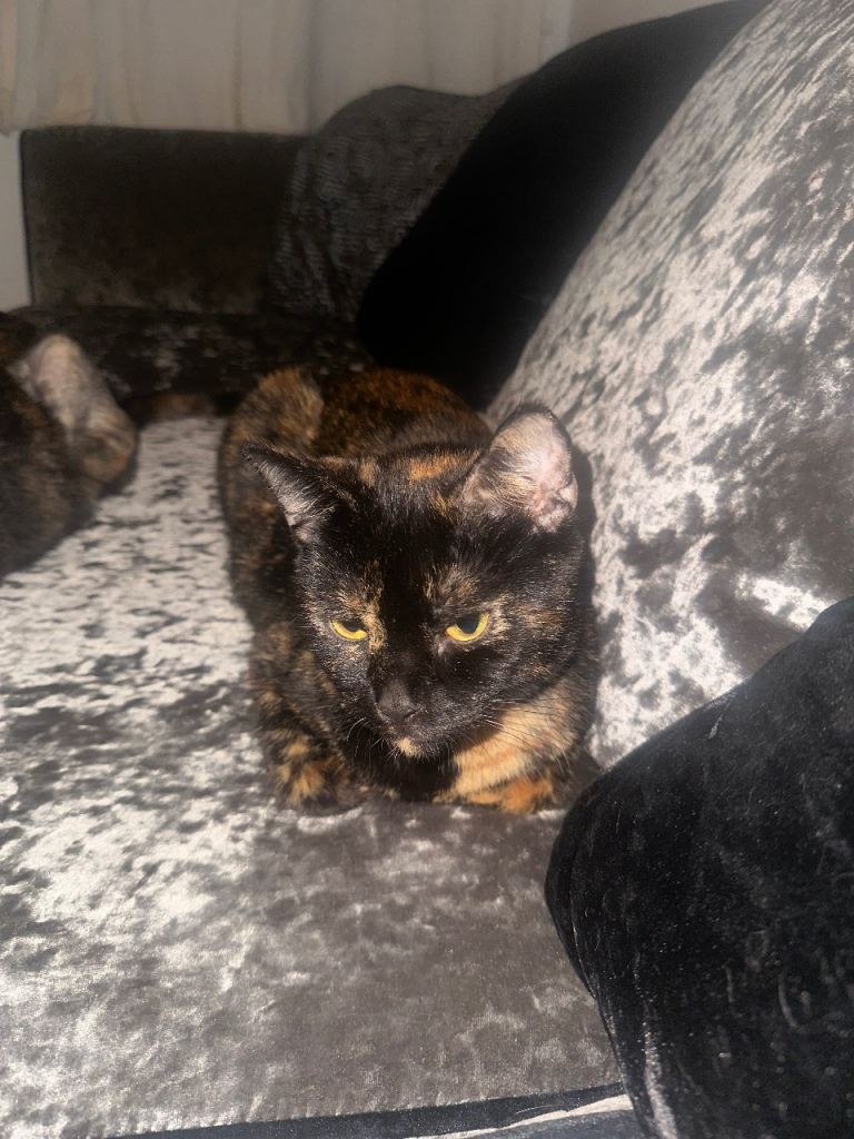 Pair of 1.5-Year-Old Spayed Sister Cats – Rehoming Together or Separately