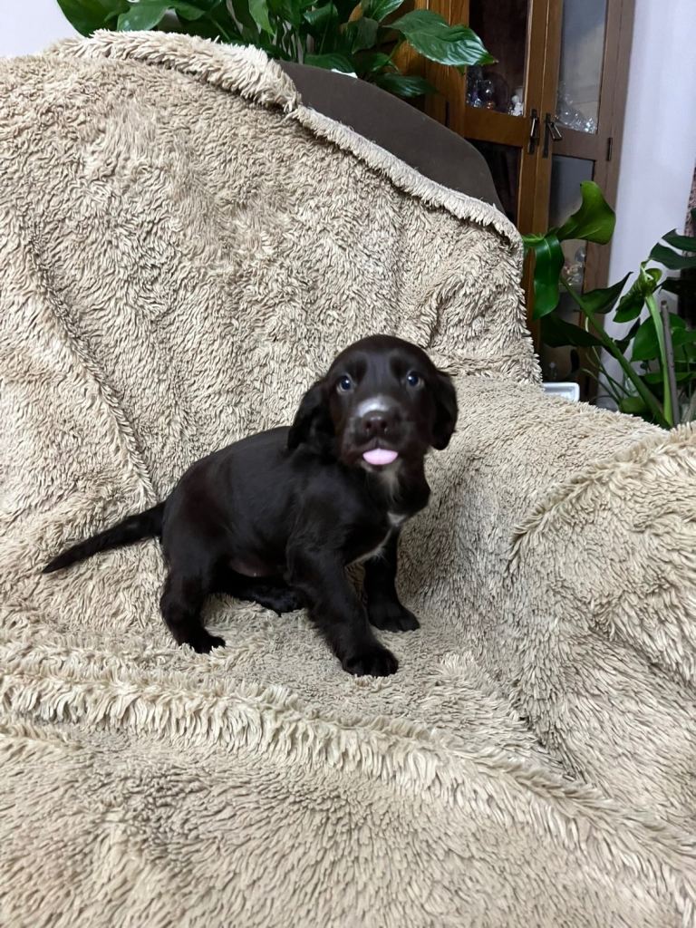 Cocker spaniel puppies