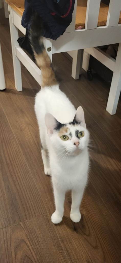 2 year old female cat