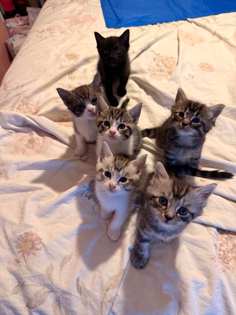 Ragdoll Cross Kittens
