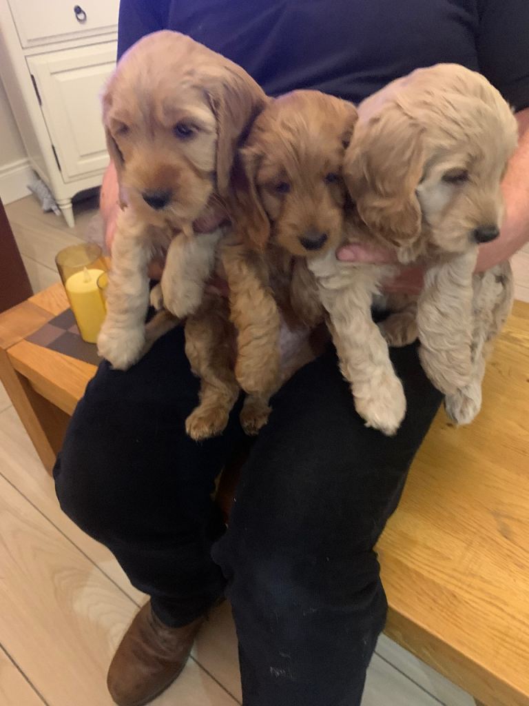 Cockapoo Puppies