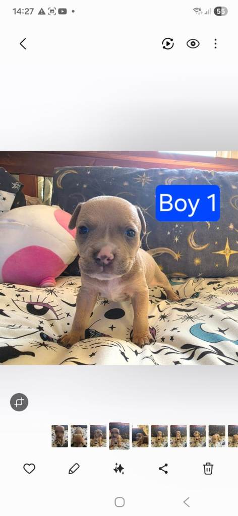 Staffordshire Bull Terrier Puppies - Female and Male
