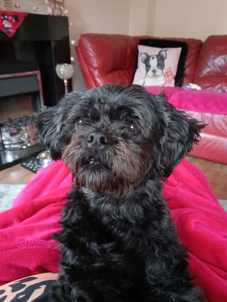 Imperial Shihtzu (half size of standard Shihtzu 5kg approx)X Chihuahua Puppies 