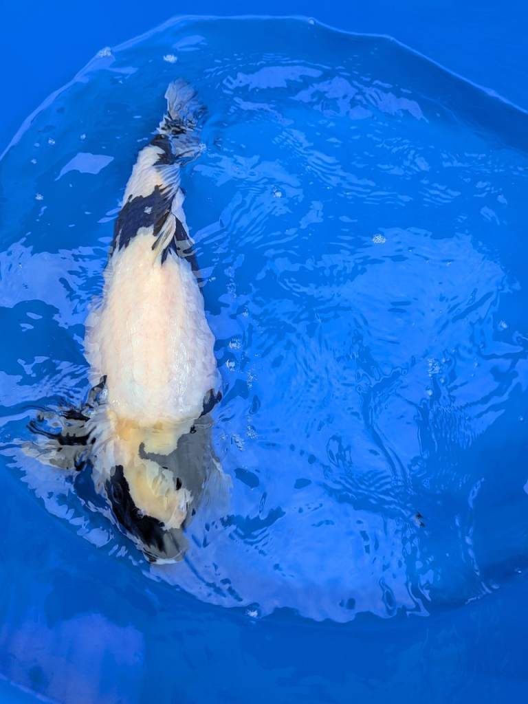 Koi, Shiro Utsuri, Omosako, 40cm