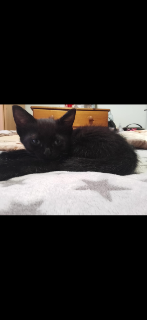 Kittens 