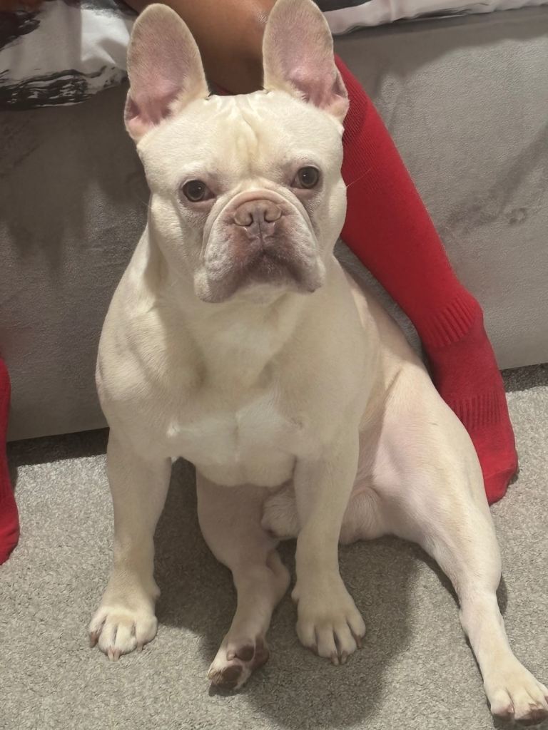 Platinum French Bulldog 