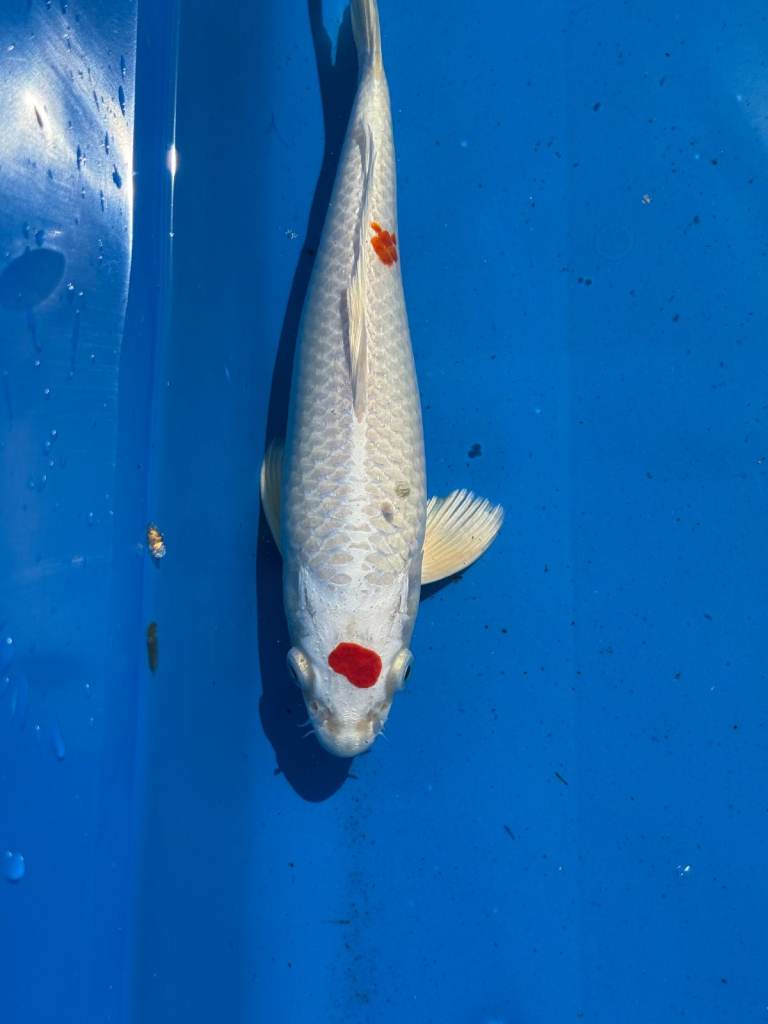 Large Imported Koi Carp Stunning Colours in Great Health