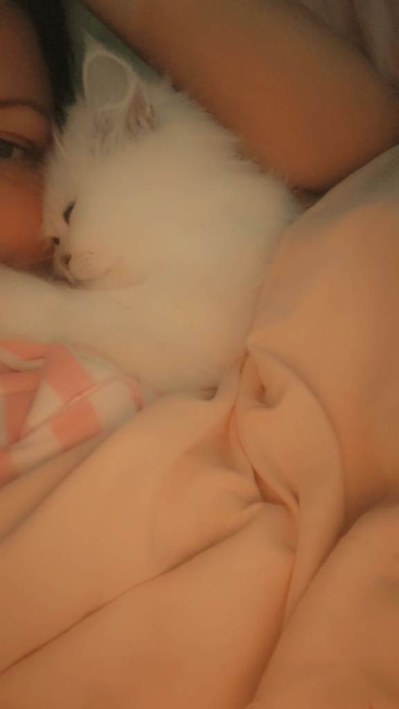 Persian cat for sale