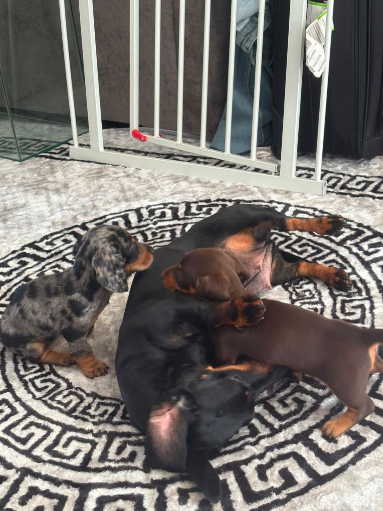 Miniature dashound puppies 