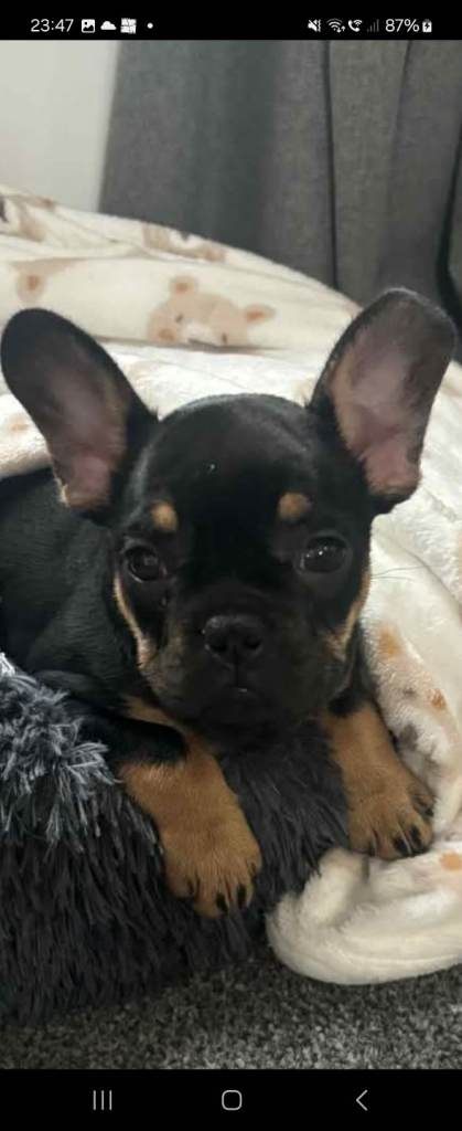 14 week old beautiful French Bulldog 
