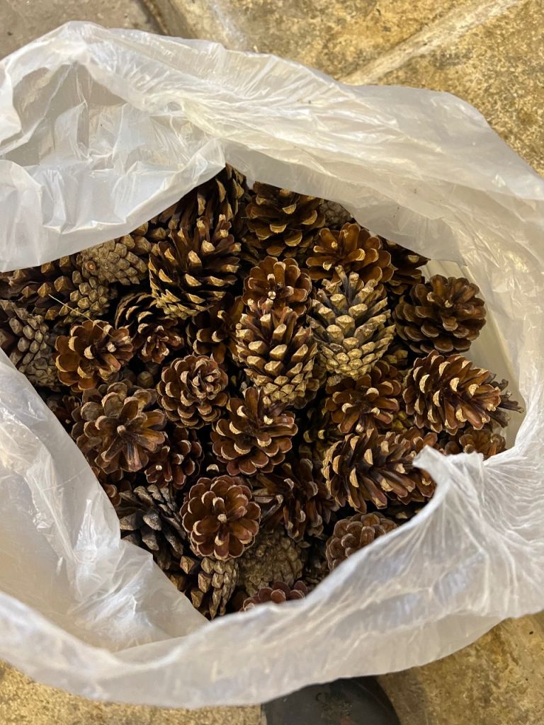 Christmas PINE CONES. XL size bag as shown in photos thanks 🙏 