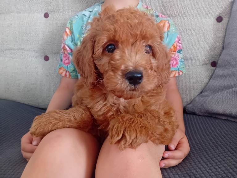 Gorgeous F1b Goldendoodle puppy