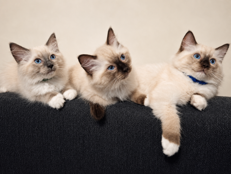 Fluffy Ragdoll Kittens Available 