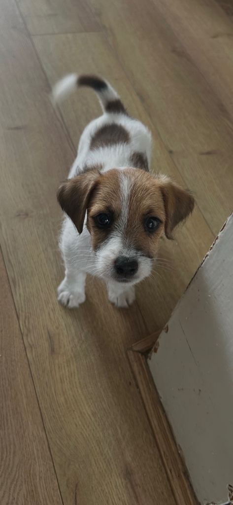 Adorable Jack Russell Puppy – 3 Months Old Boy
