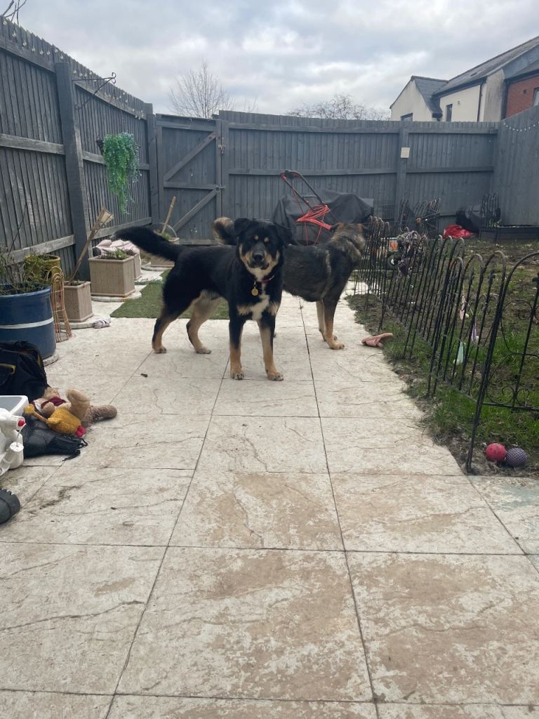 Remaining Male Puppy needs a home!