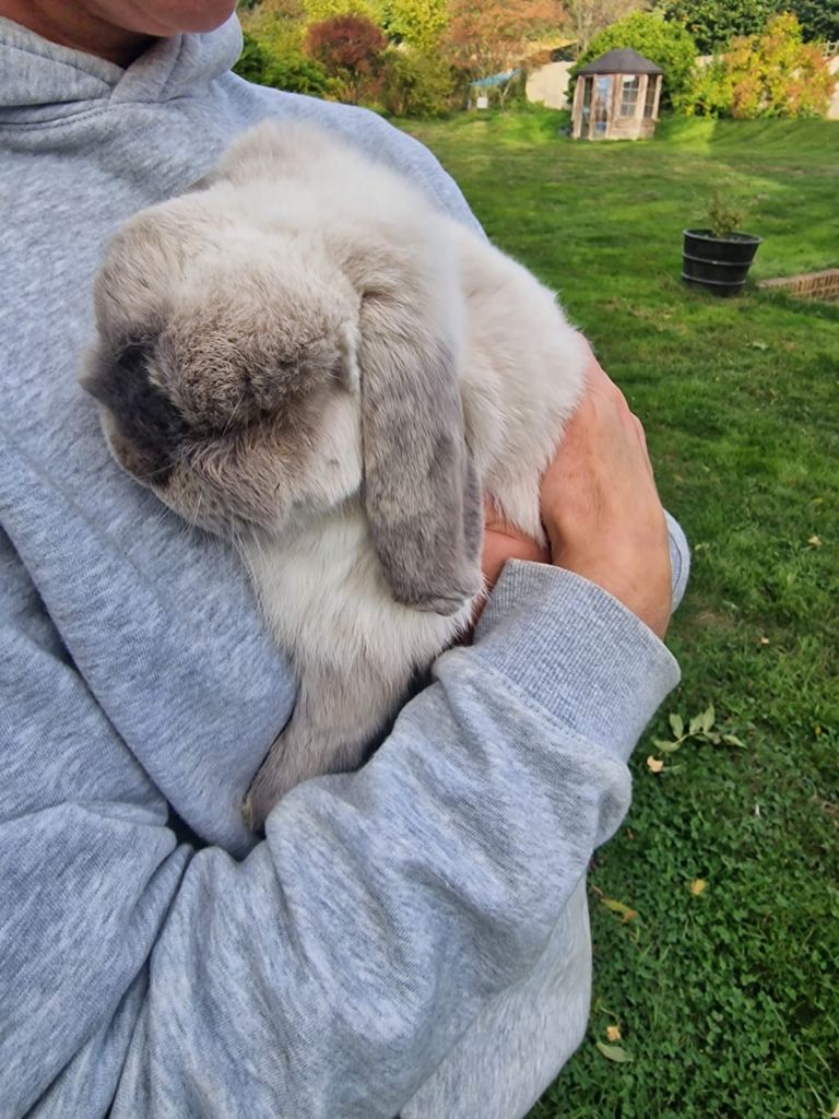 Two small lop eared rabbits plus hutch and run 