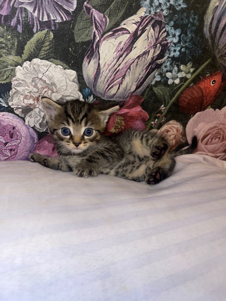 Kitten