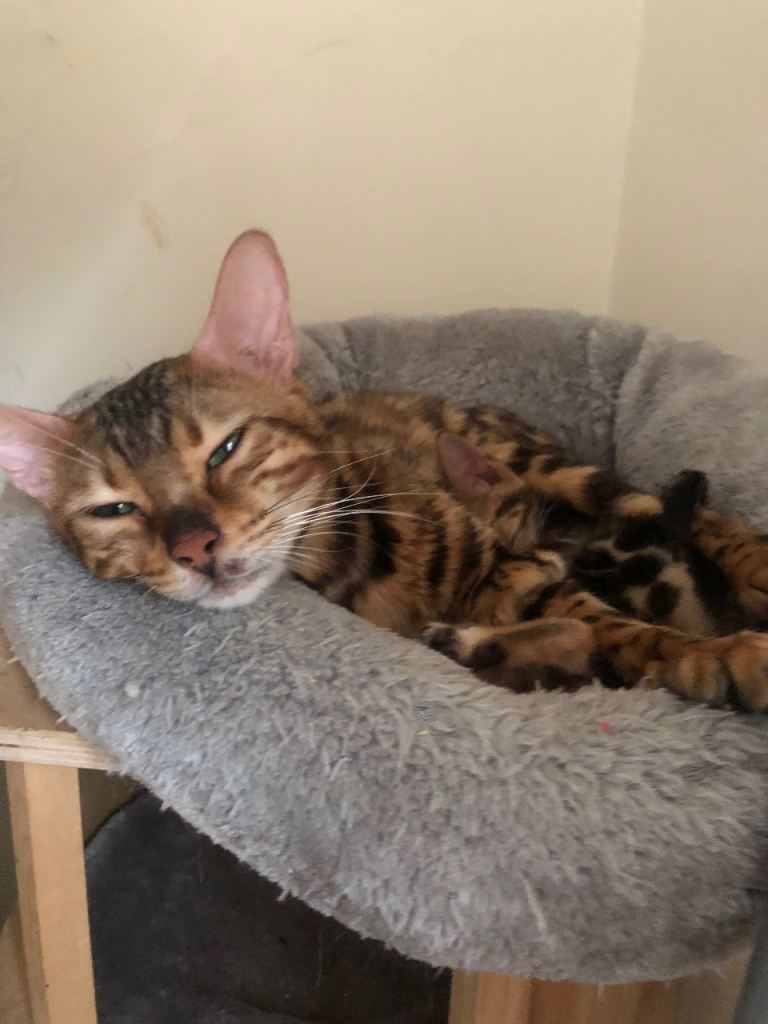 Bengal kittens
