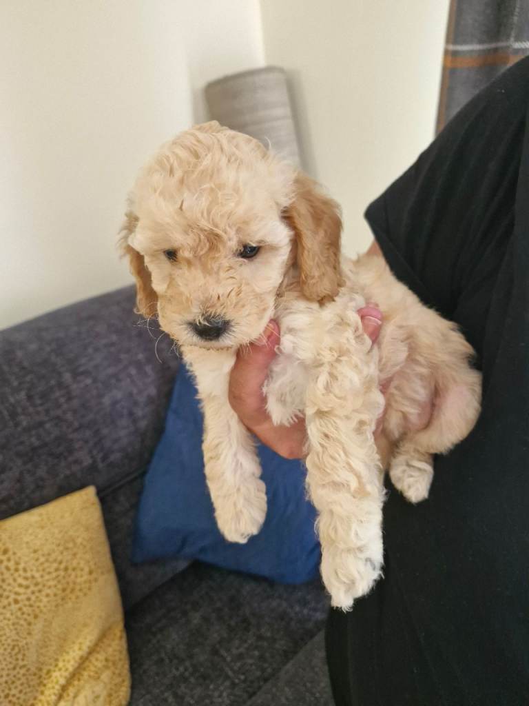 Stunning f2 Cockpoo puppies for sale