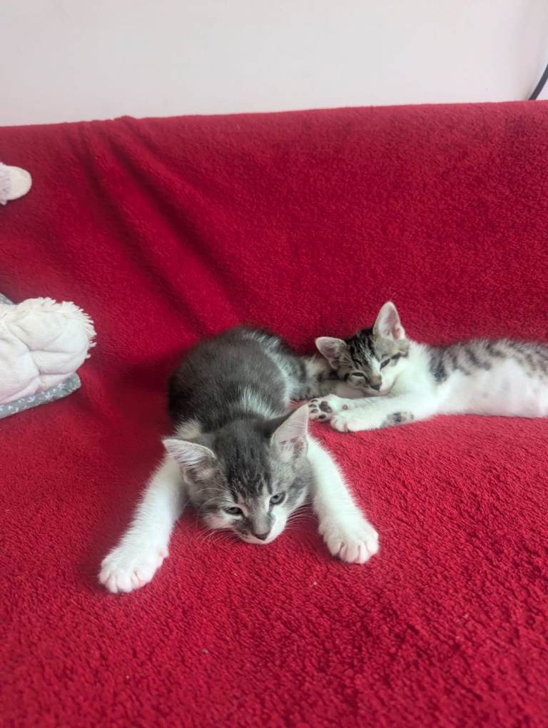 Playful kittens ready for their loving forever home