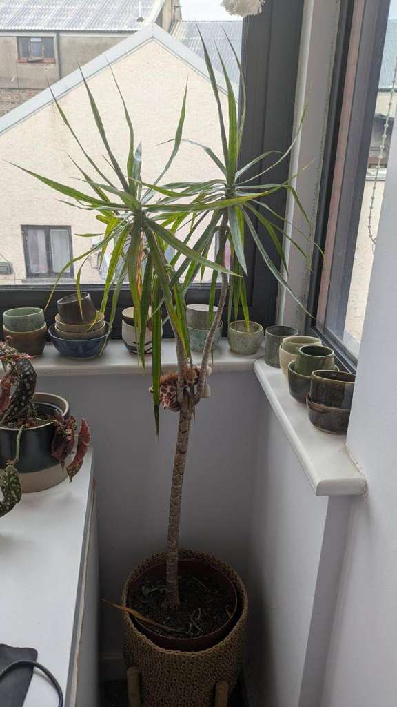 Dracaena/song of india 100cm
