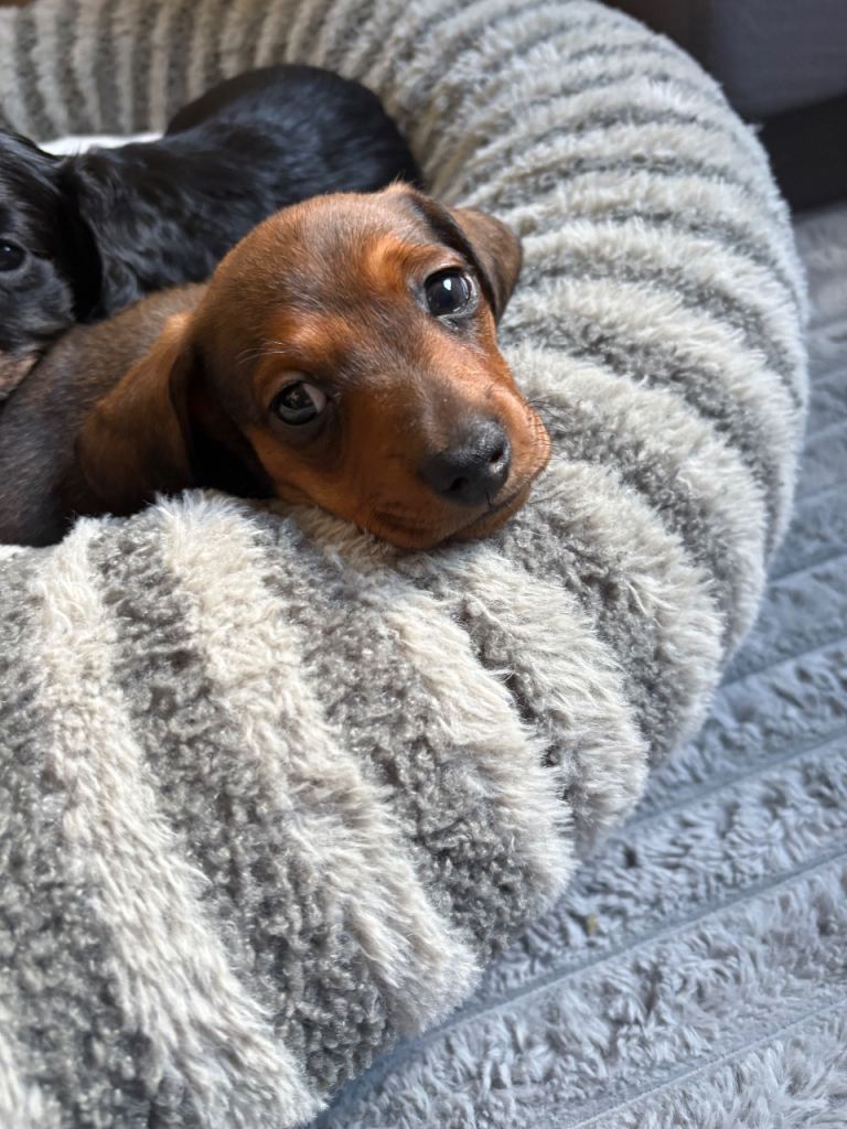 Miniature dachshund puppies 