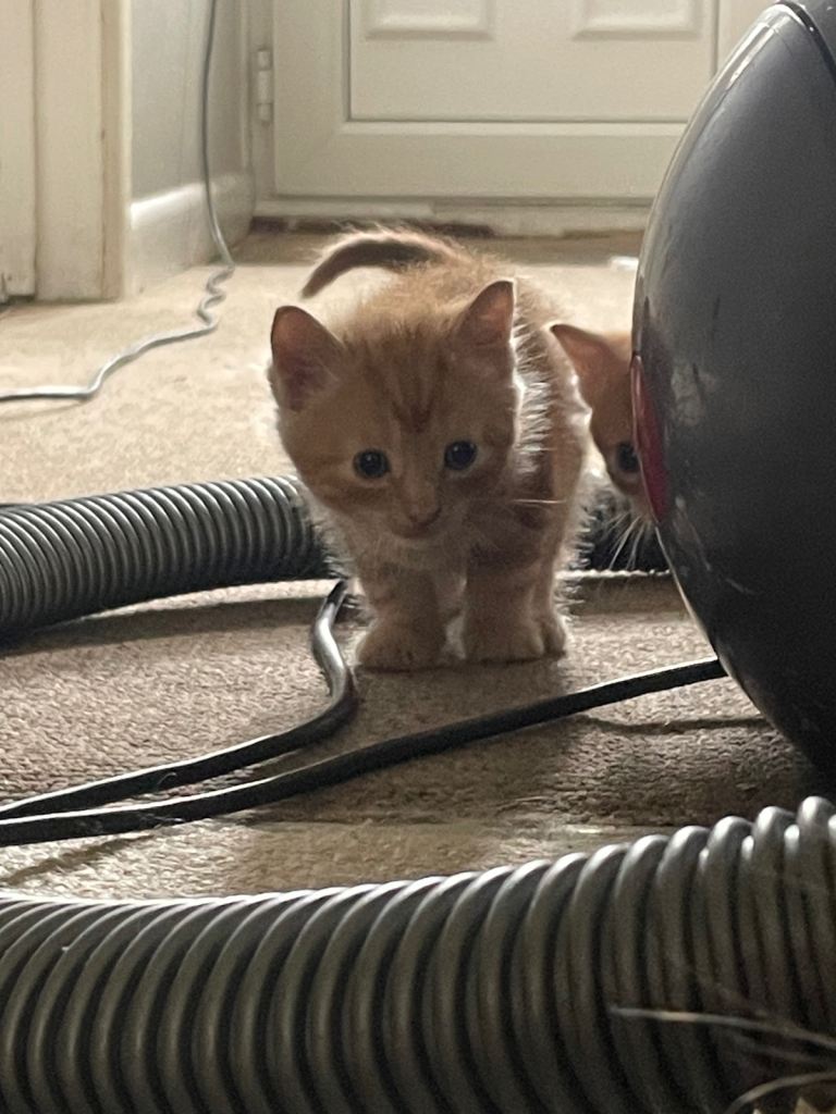 Kittens 