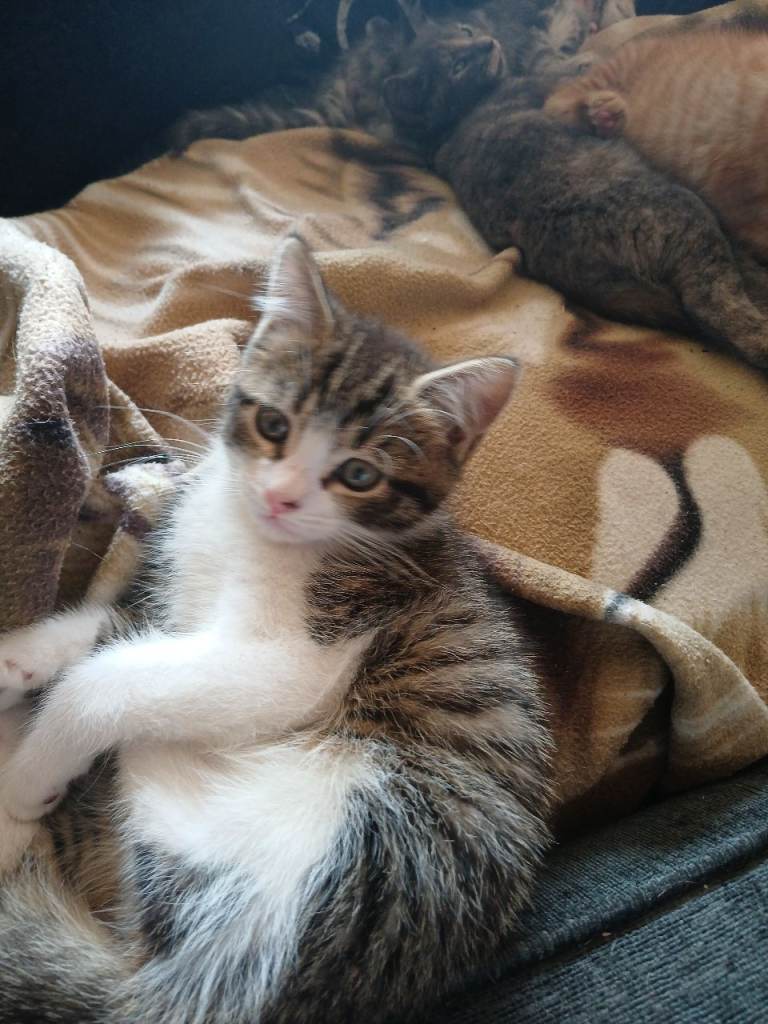 Kittens  for sale