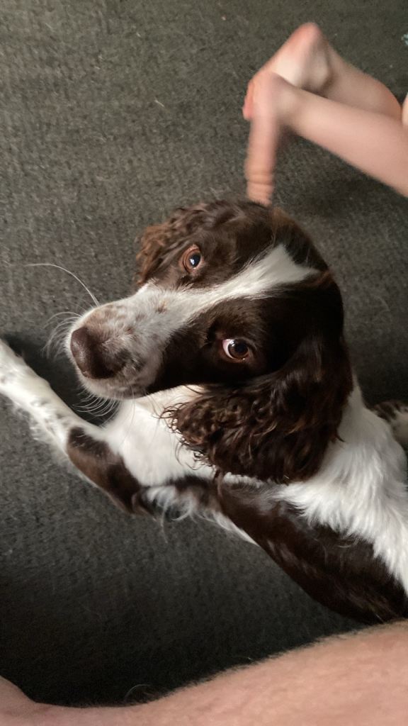 Cocker spaniel male