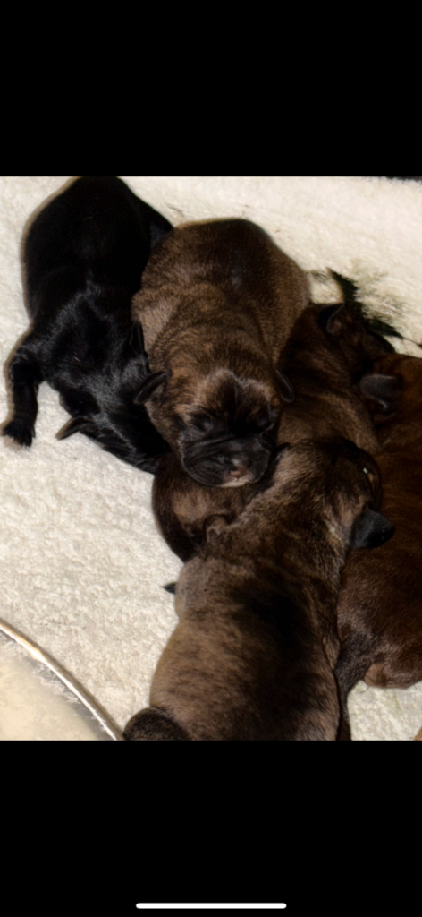 5 Frenchie Puppies for sale 