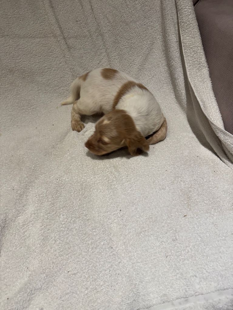 Cocker spaniel puppy