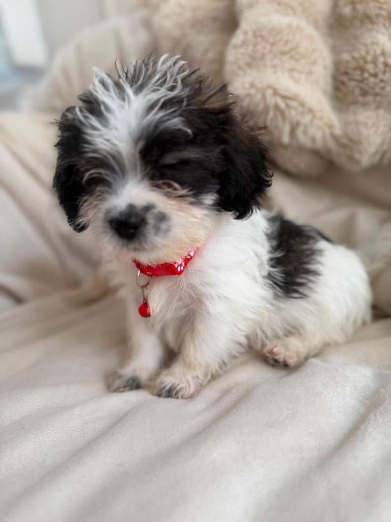 Shh tzu 