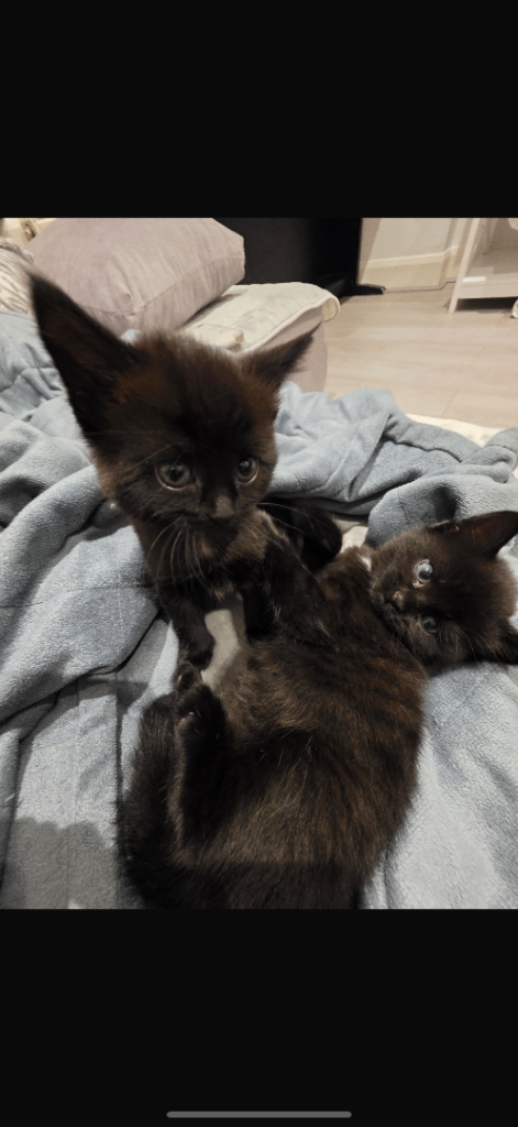 2 female kittens