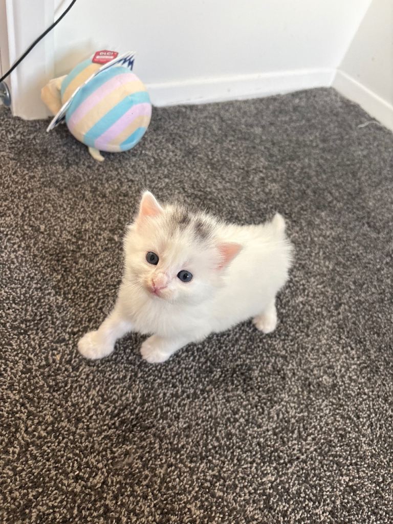    Beautiful Kitten for Sale – 1 white Boy