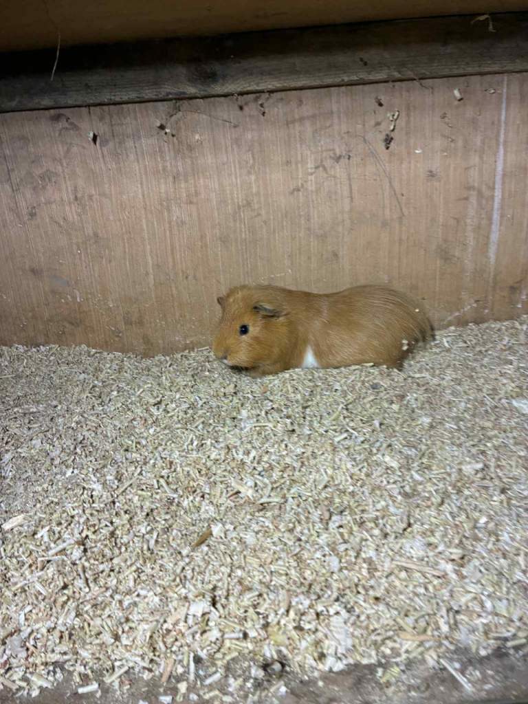 guinea pigs for sale 