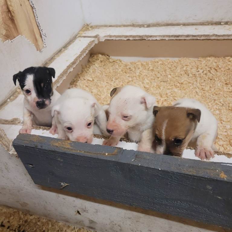 jack Russell small traditional type