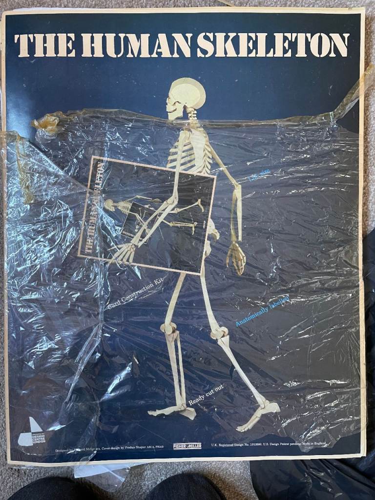Human Cardboard Cut Out Skeleton - self assembly 