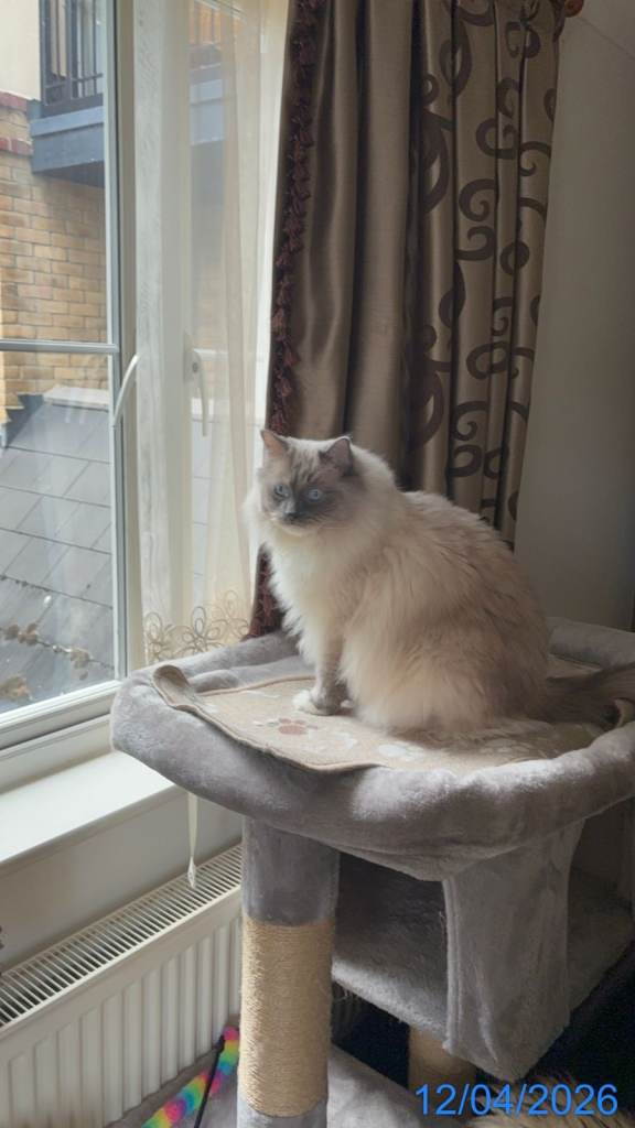 A Ragdoll cat 3 years old male neutered chipped
