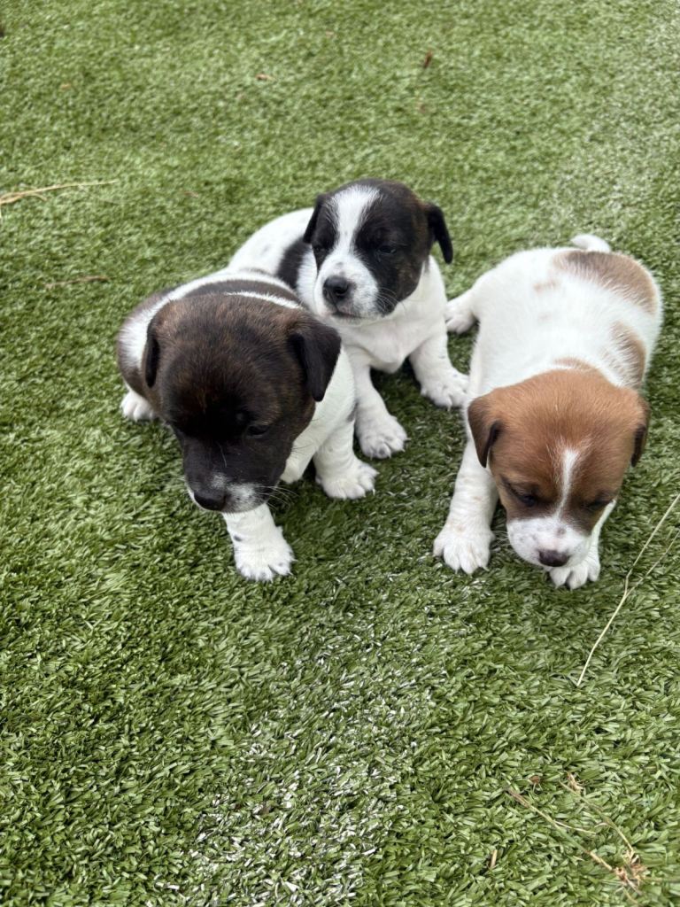 3 unique full bred little girl Jack Russel puppies 