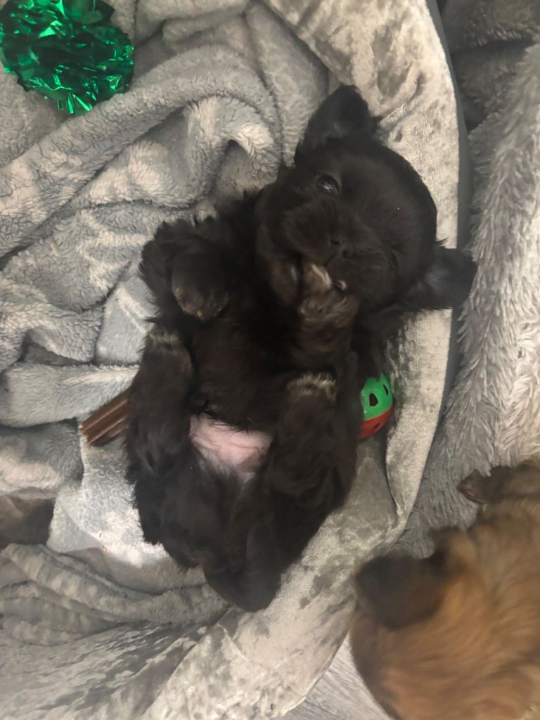 Long hair chihuahua puppies 