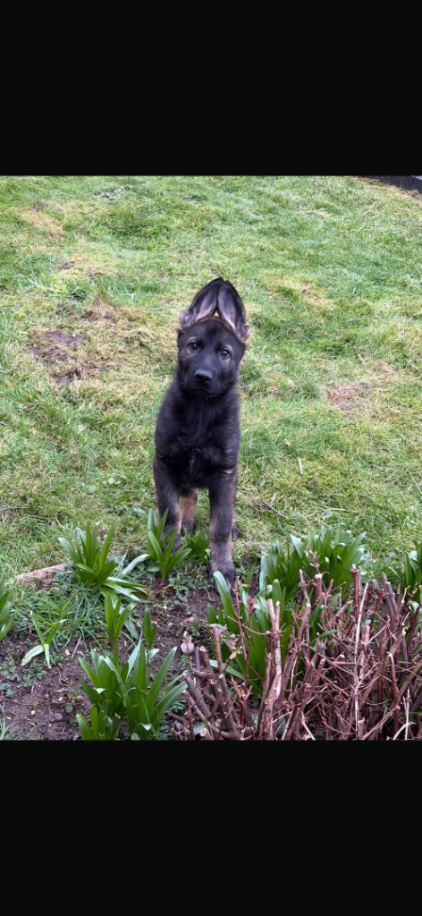 *Relisted*18 week German Shepherd puppy 