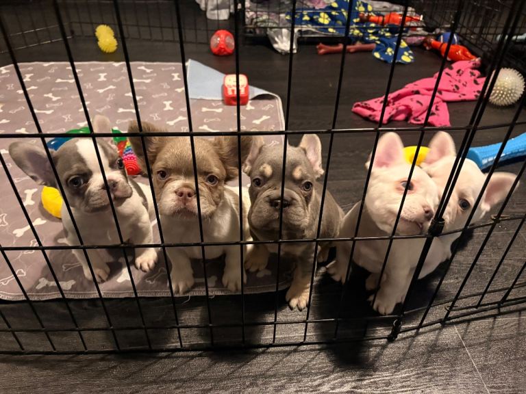 french bulldog litter 4 boys 1 girl